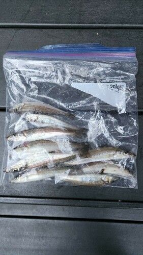 キスの釣果