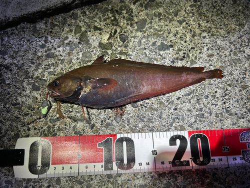 ドンコの釣果