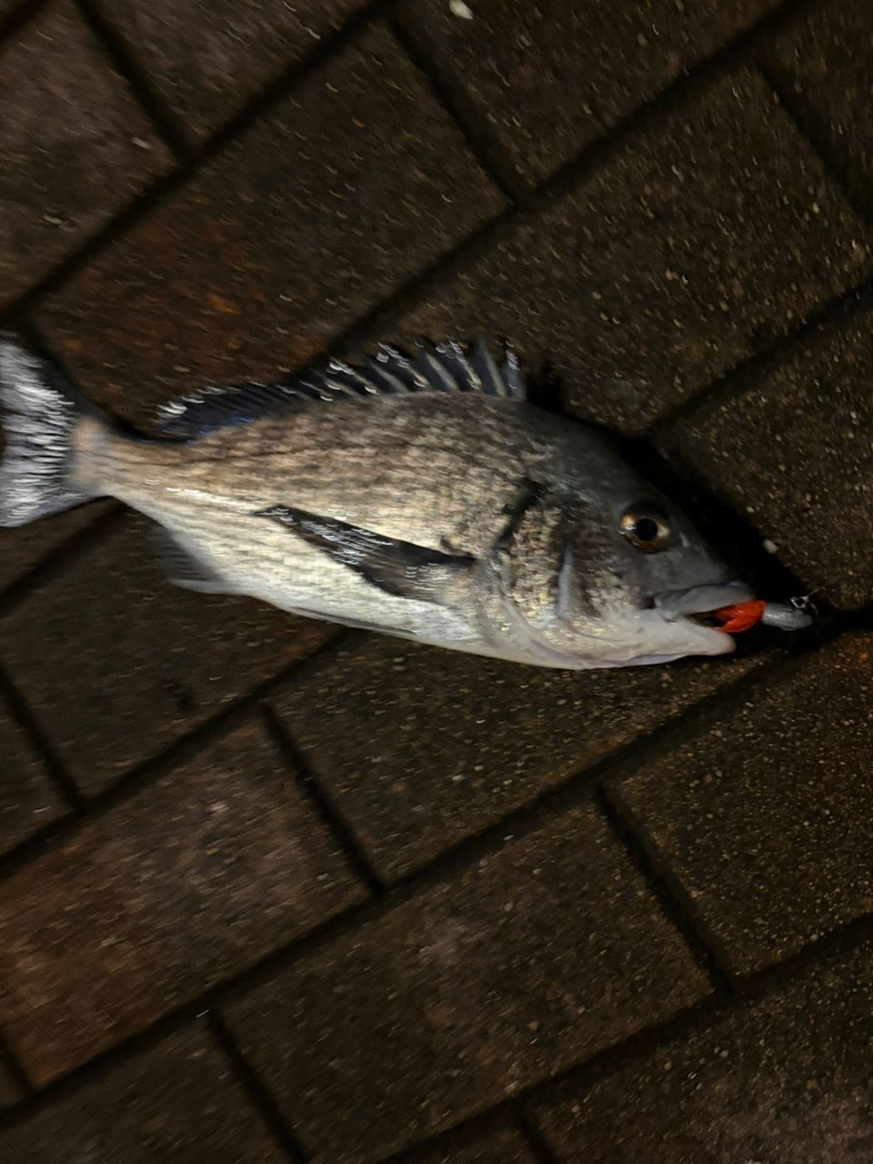 チヌの釣果写真