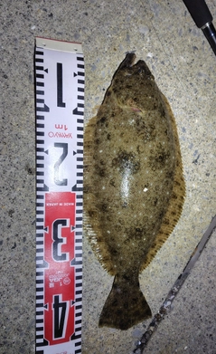 ヒラメの釣果