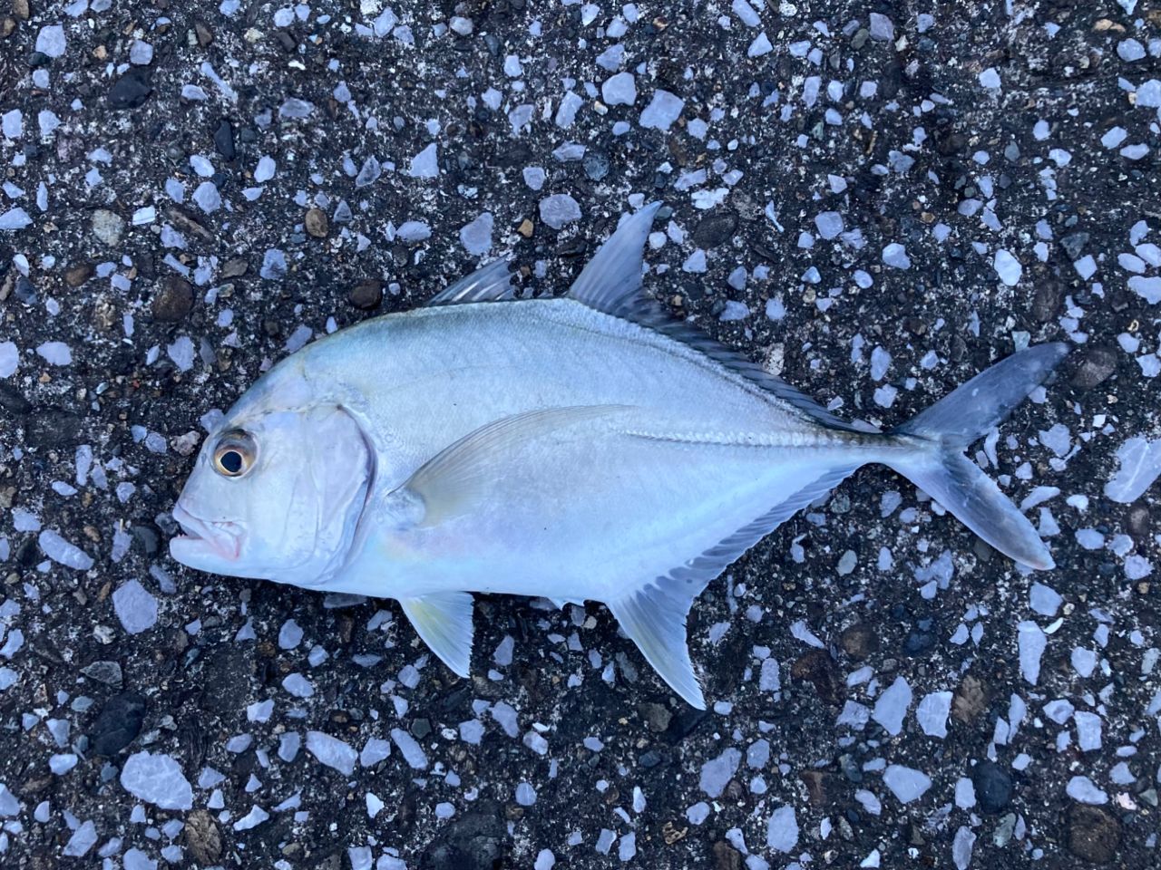 メッキの釣果写真
