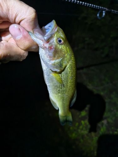 ラージマウスバスの釣果