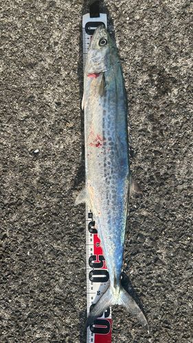 サゴシの釣果