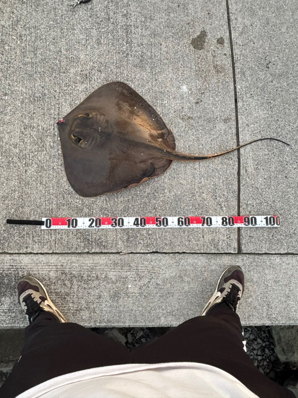 アカエイの釣果写真