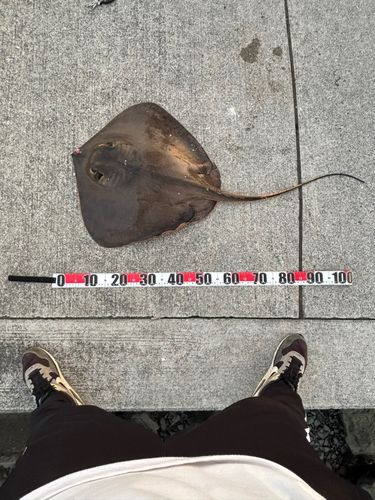 アカエイの釣果