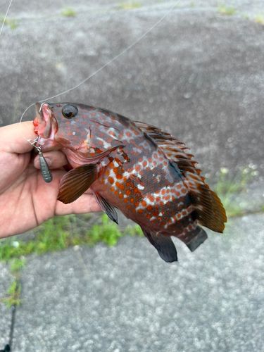 キジハタの釣果