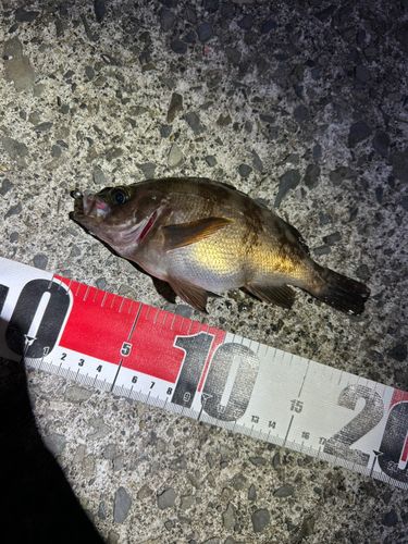 シロメバルの釣果
