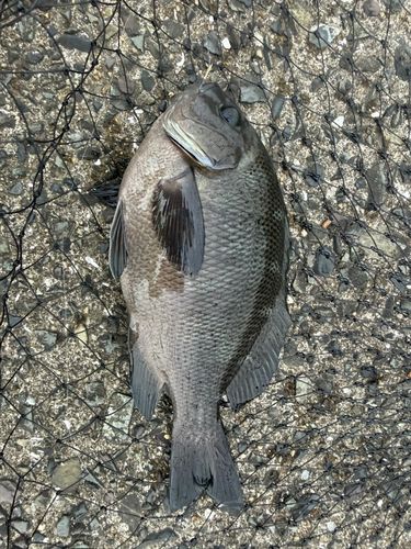 クチブトグレの釣果