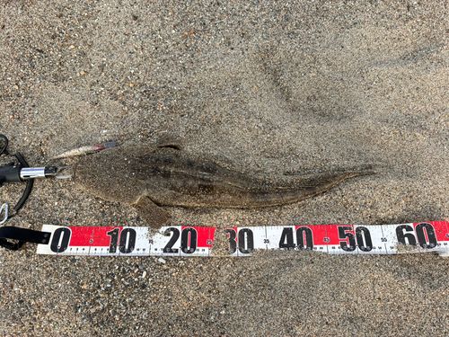 マゴチの釣果