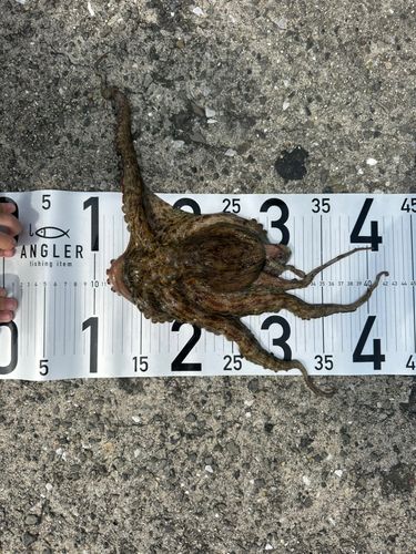 マダコの釣果