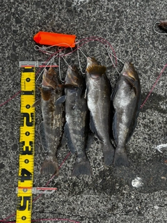 アイナメの釣果