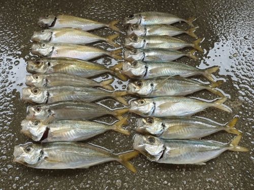 アジの釣果