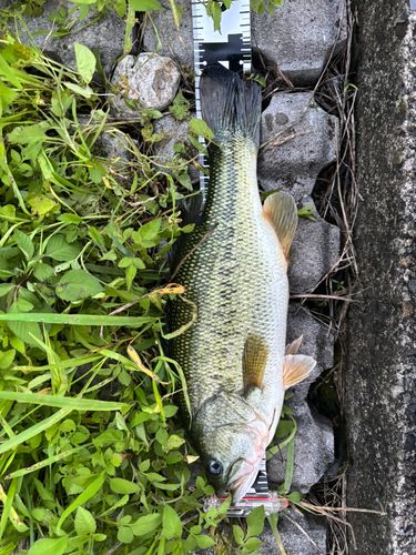ブラックバスの釣果