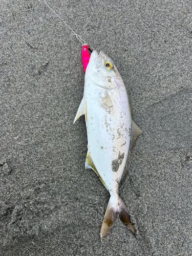 ショゴの釣果