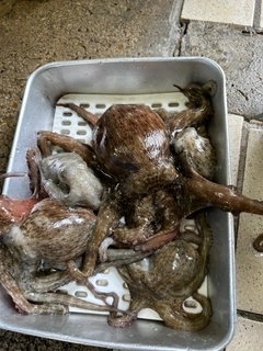 タコの釣果