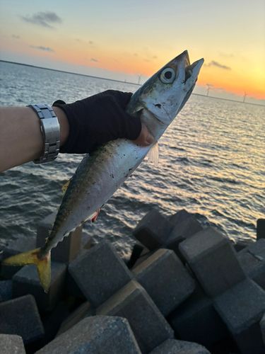 サバの釣果