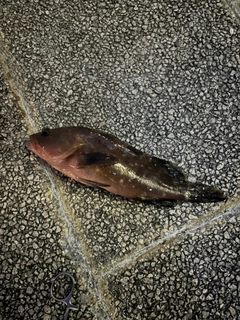 キジハタの釣果