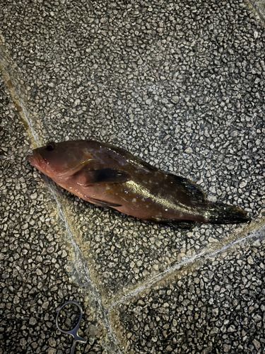 キジハタの釣果