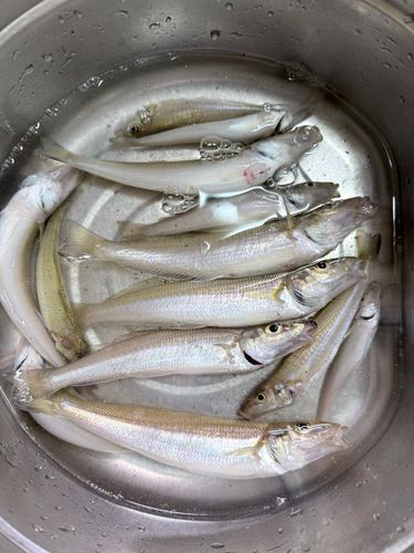 キスの釣果