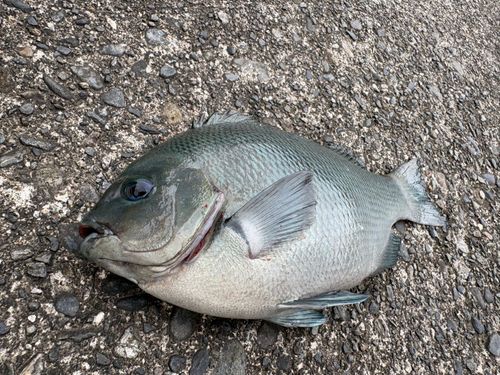 クチブトグレの釣果
