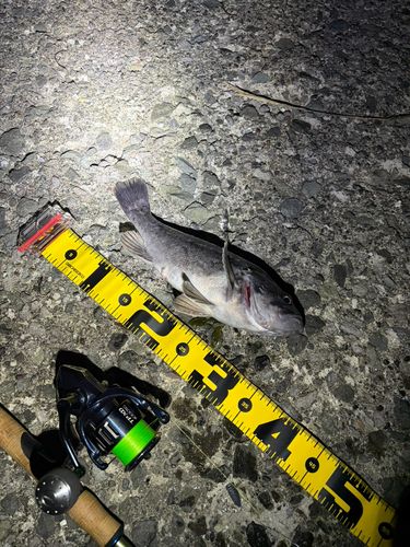 ソイの釣果