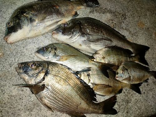 チヌの釣果