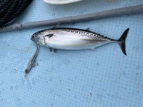 マルソウダの釣果