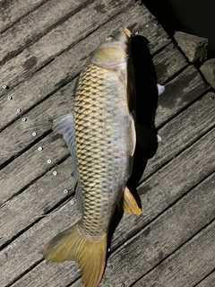 コイの釣果
