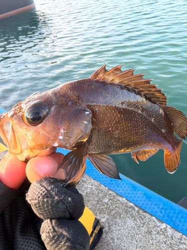 エゾメバルの釣果