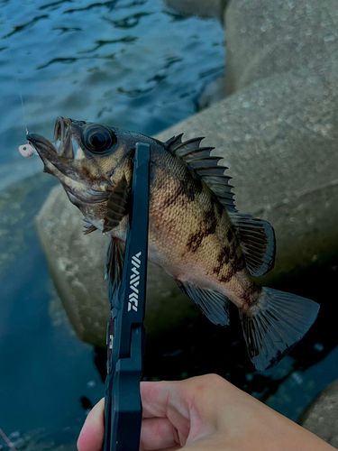 メバルの釣果