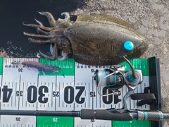 コウイカの釣果