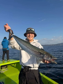 サワラの釣果