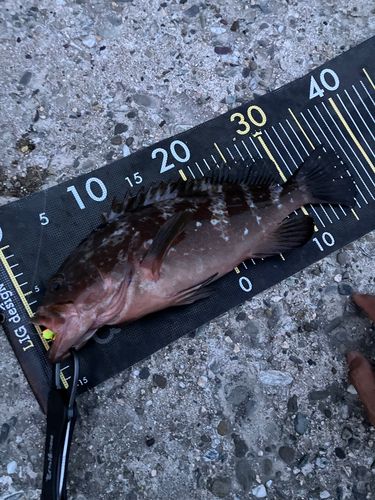 アコウの釣果