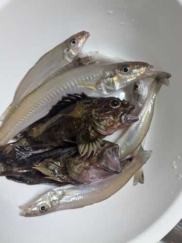 キスの釣果
