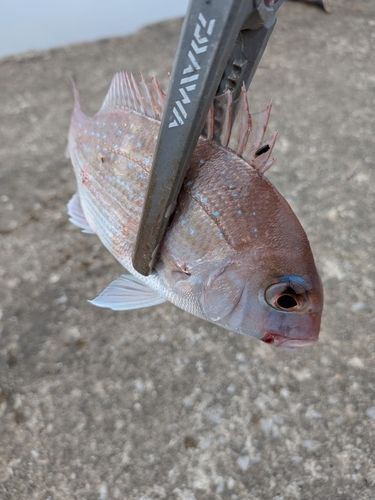 タイの釣果