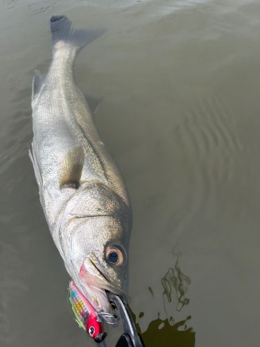 フッコ（マルスズキ）の釣果