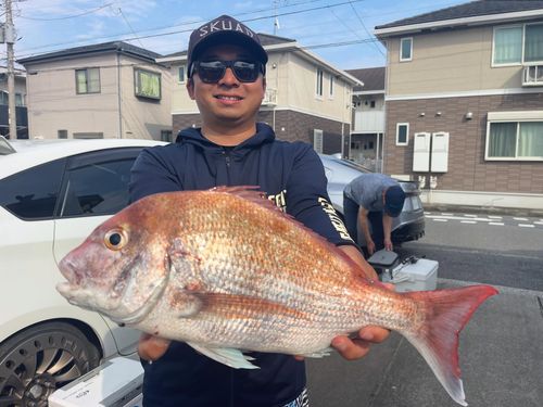 マダイの釣果