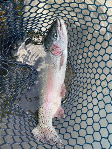 ニジマスの釣果