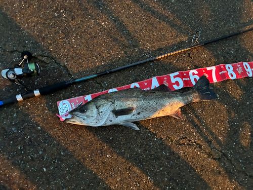 シーバスの釣果