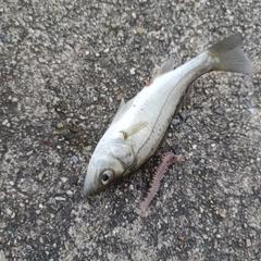 セイゴ（マルスズキ）の釣果