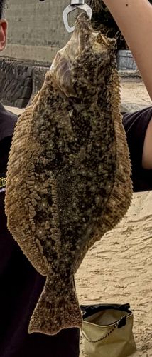ヒラメの釣果