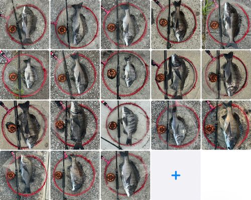 チヌの釣果