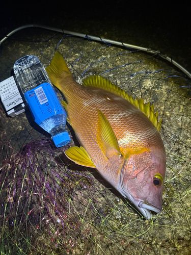 シブダイの釣果