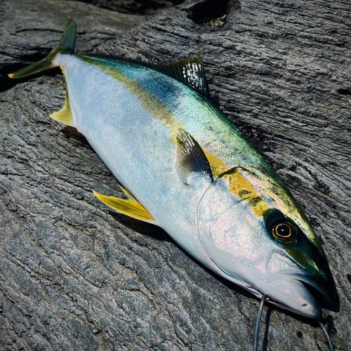ヒラマサの釣果