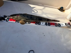 マゴチの釣果