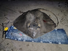 アカエイの釣果