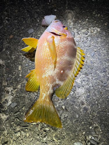 シブダイの釣果