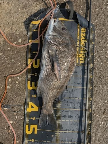クロダイの釣果