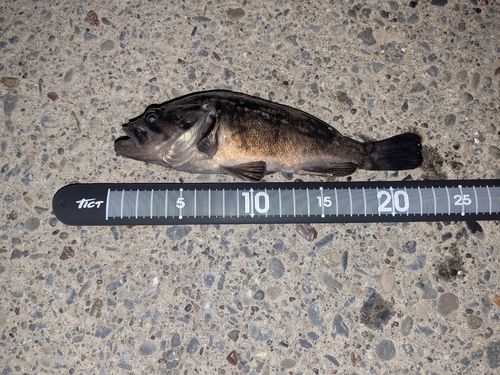 クロソイの釣果