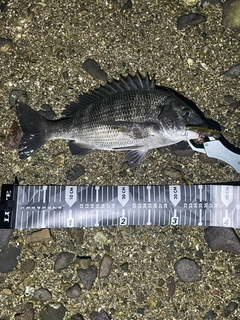 チヌの釣果